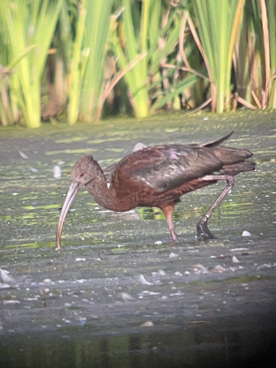 White-faced Ibis - ML486391351