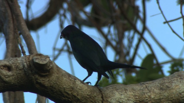 Metallic Starling (Metallic) - ML486392