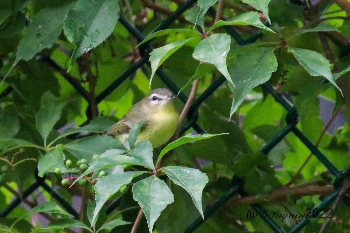 Philadelphia Vireo - ML486392751