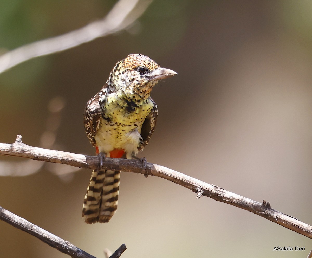 D'Arnaud's Barbet (D'Arnaud's) - ML486394001