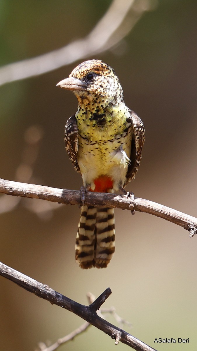 D'Arnaud's Barbet (D'Arnaud's) - ML486394031