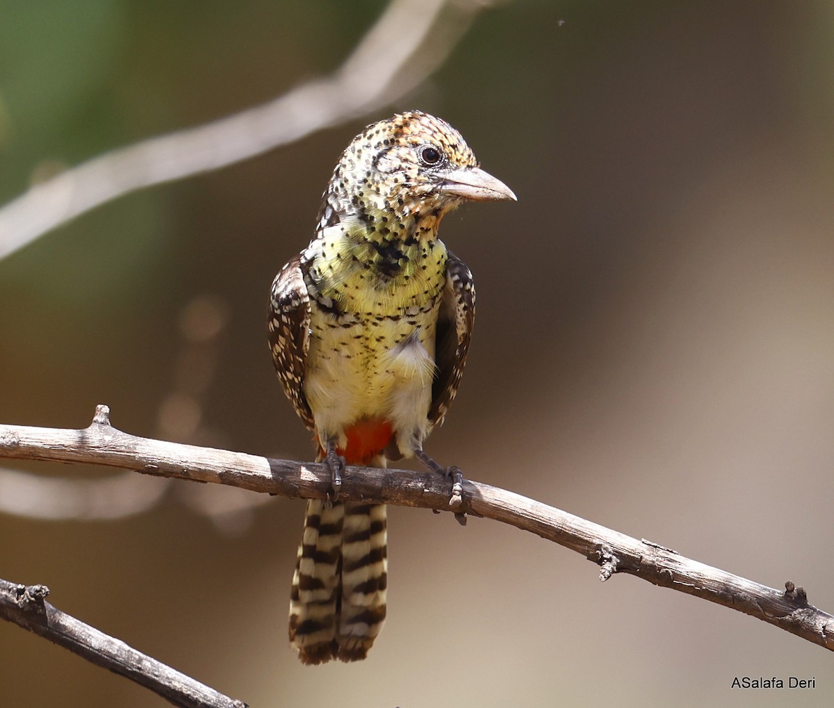 D'Arnaud's Barbet (D'Arnaud's) - ML486394061