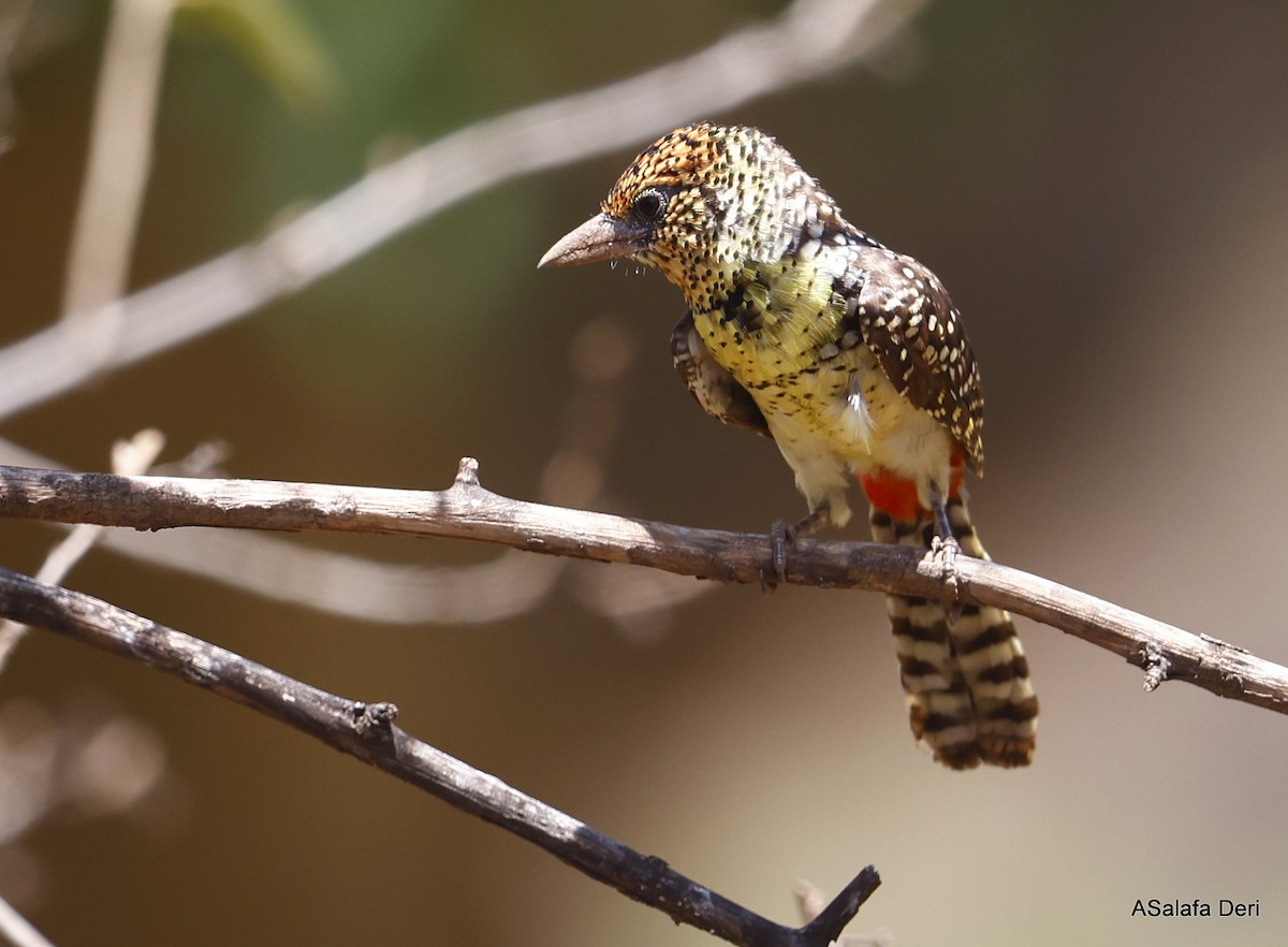 D'Arnaud's Barbet (D'Arnaud's) - ML486394071