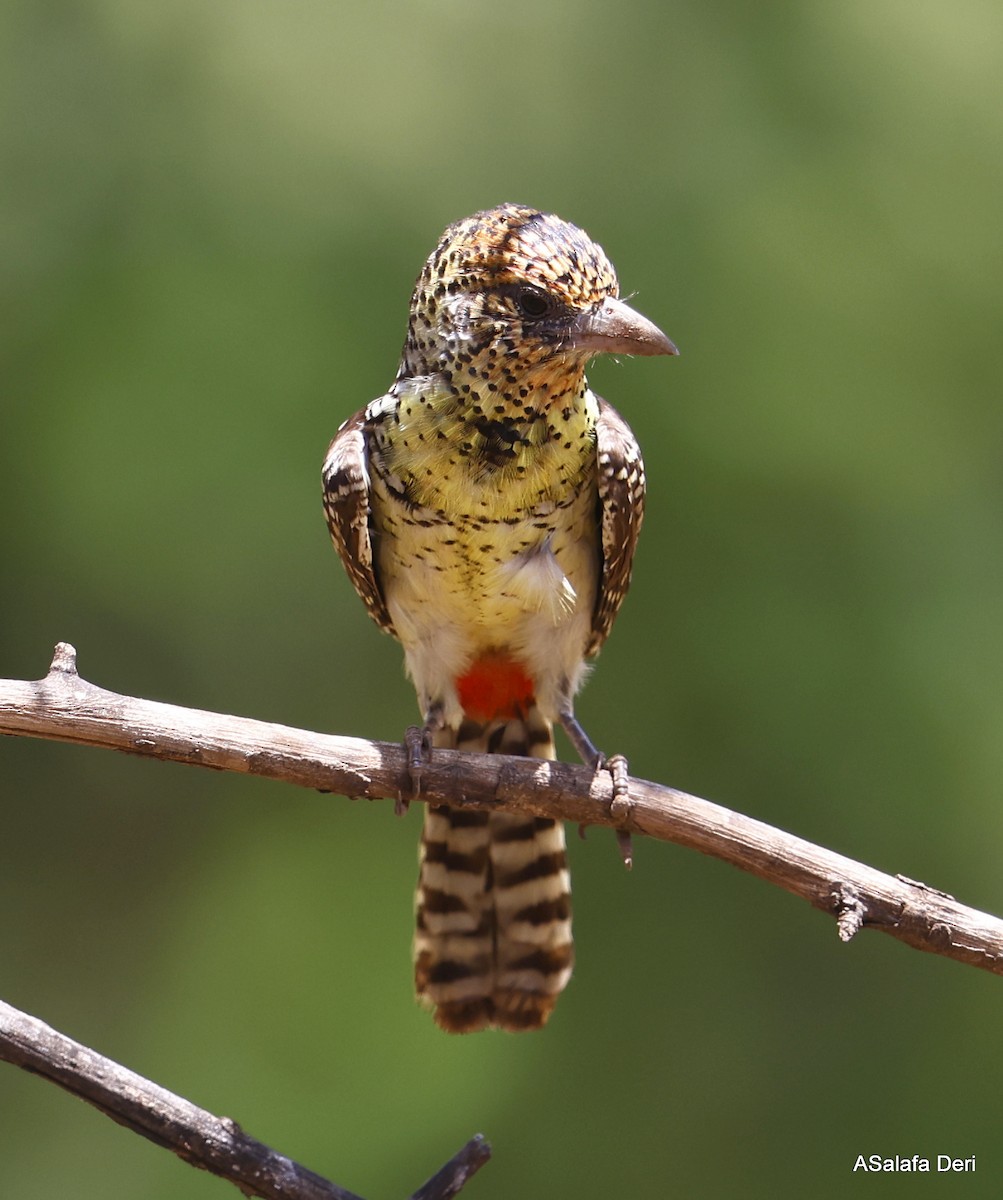 D'Arnaud's Barbet (D'Arnaud's) - ML486394081