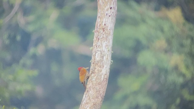 Buff-spotted Flameback - ML486394281