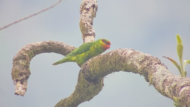 Mindanao Lorikeet - ML486394471