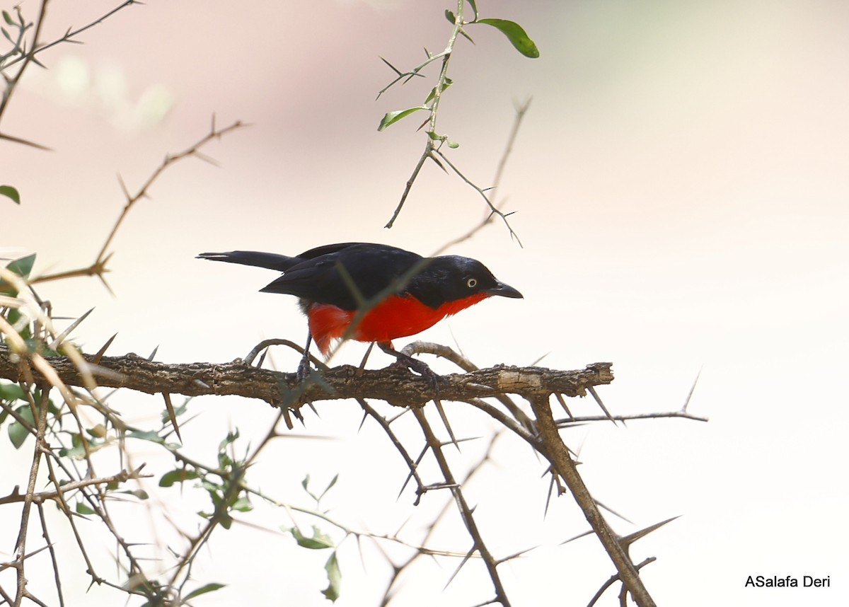 Black-headed Gonolek - Fanis Theofanopoulos (ASalafa Deri)