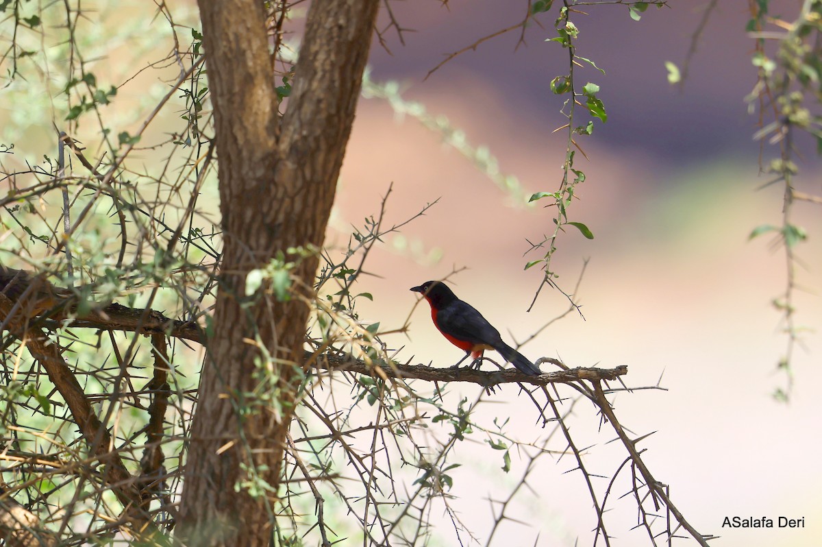 Black-headed Gonolek - Fanis Theofanopoulos (ASalafa Deri)