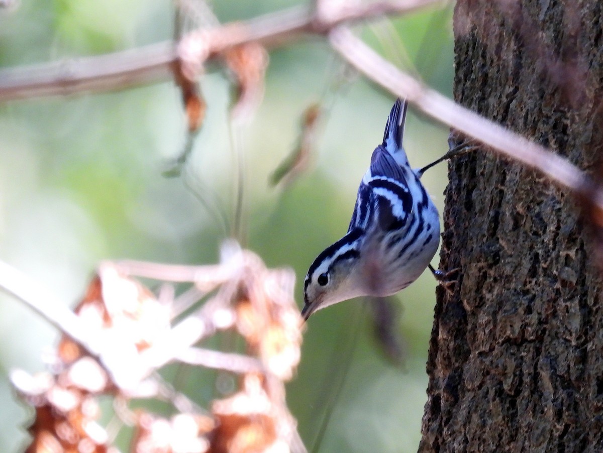 Black-and-white Warbler - ML486395921