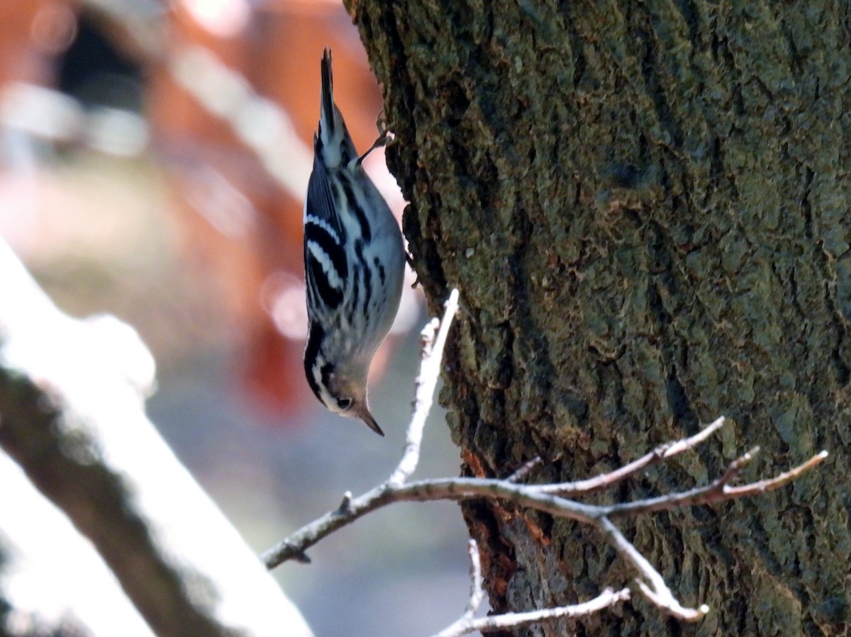 Black-and-white Warbler - ML486395931