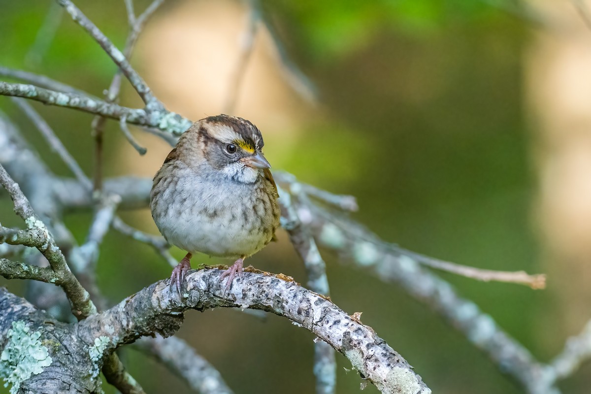 White-throated Sparrow - ML486395951