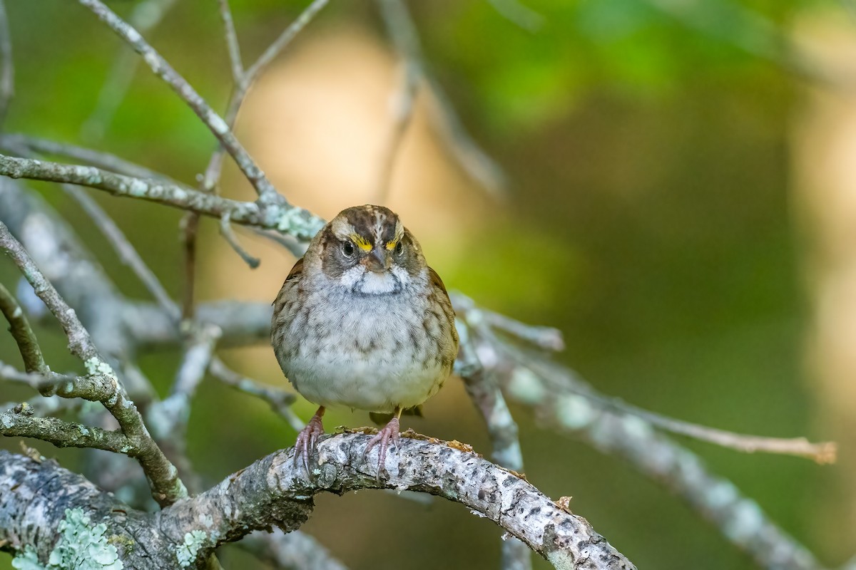 White-throated Sparrow - ML486395961
