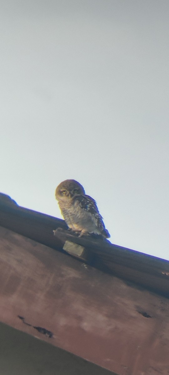 Spotted Owlet - ML486396261