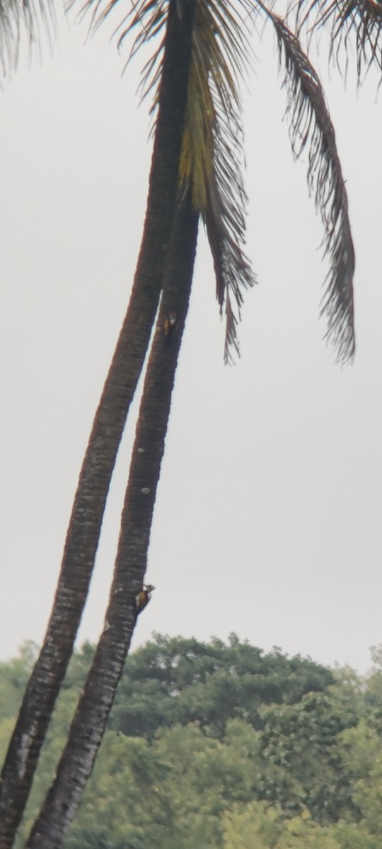 White-naped Woodpecker - ML486396301
