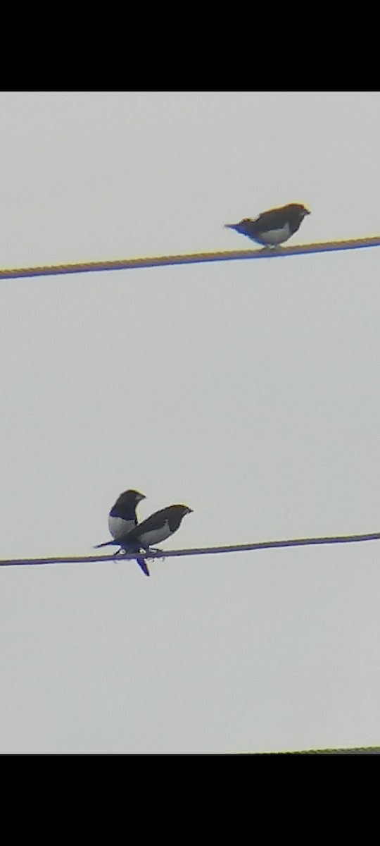 White-rumped Munia - ML486396351