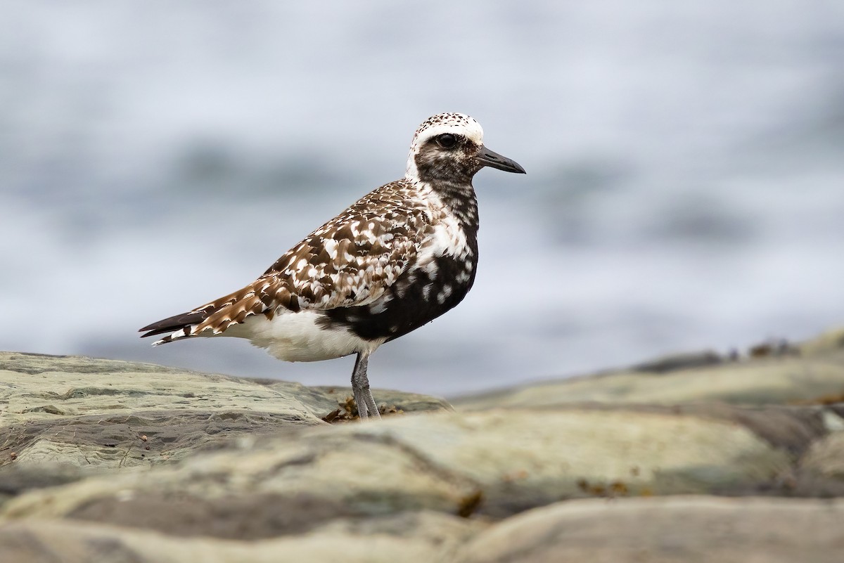 Black-bellied Plover - Marie-Josee D'Amour