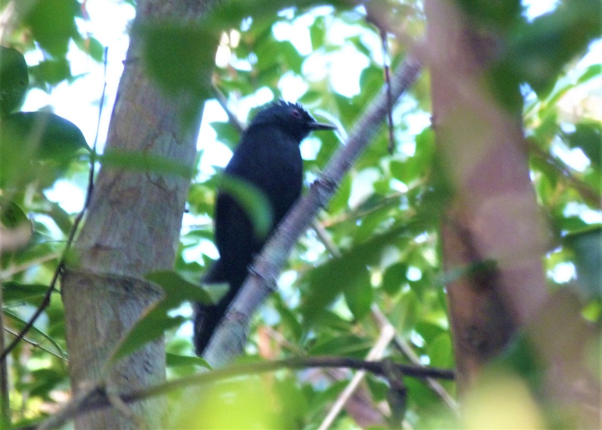 Fringe-backed Fire-eye - Carlos Otávio Gussoni