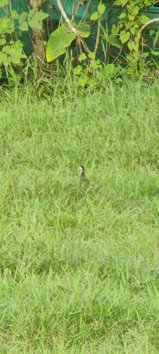 White-breasted Waterhen - ML486396941