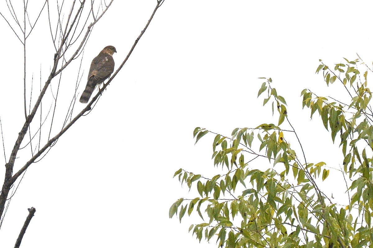 Sharp-shinned Hawk - ML486398711