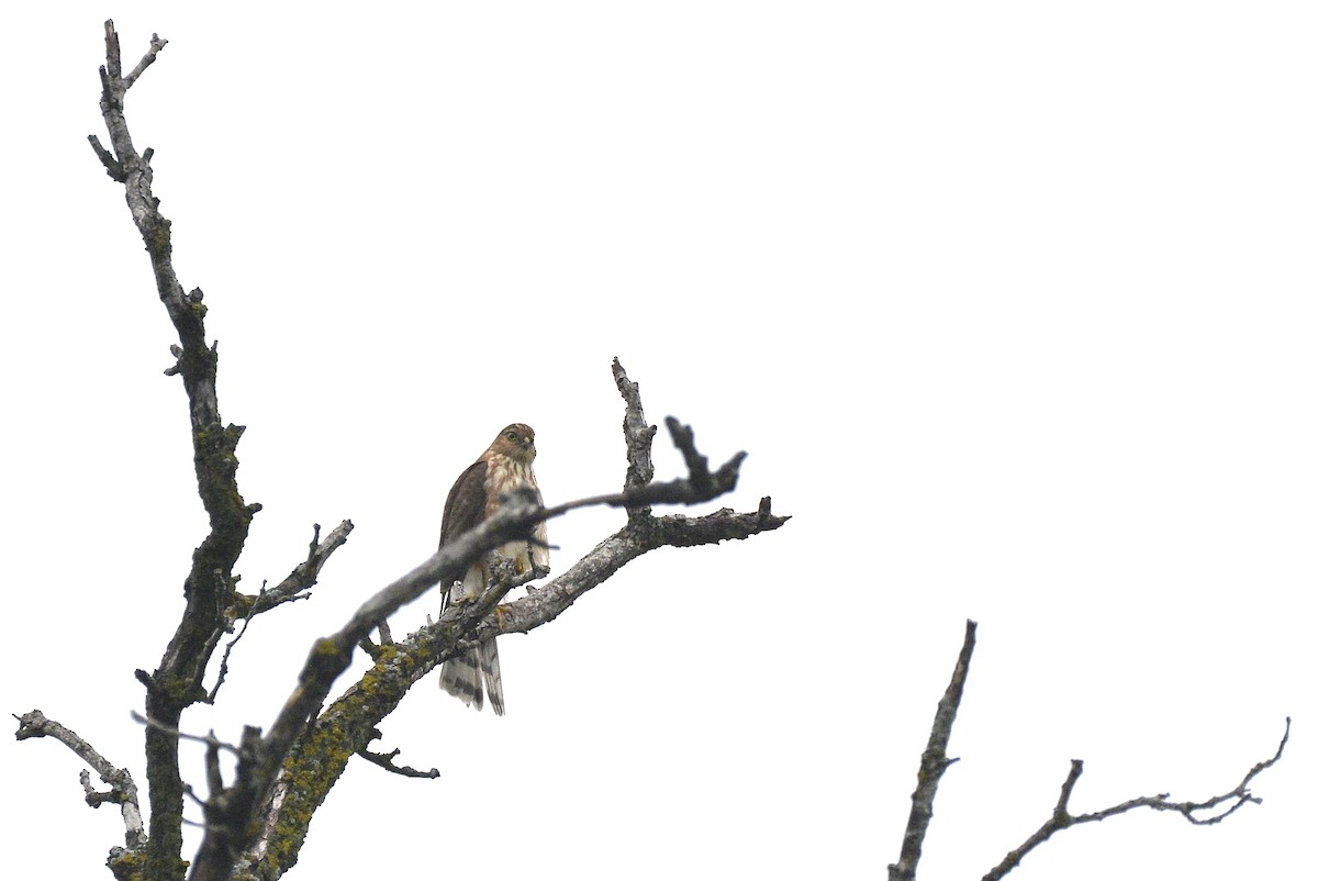 Sharp-shinned Hawk - ML486398721