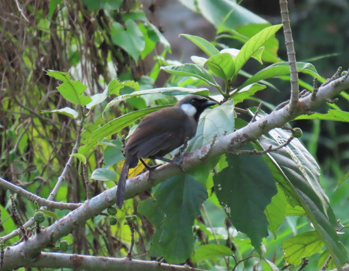 Black-throated Laughingthrush (Black-throated) - ML486399531