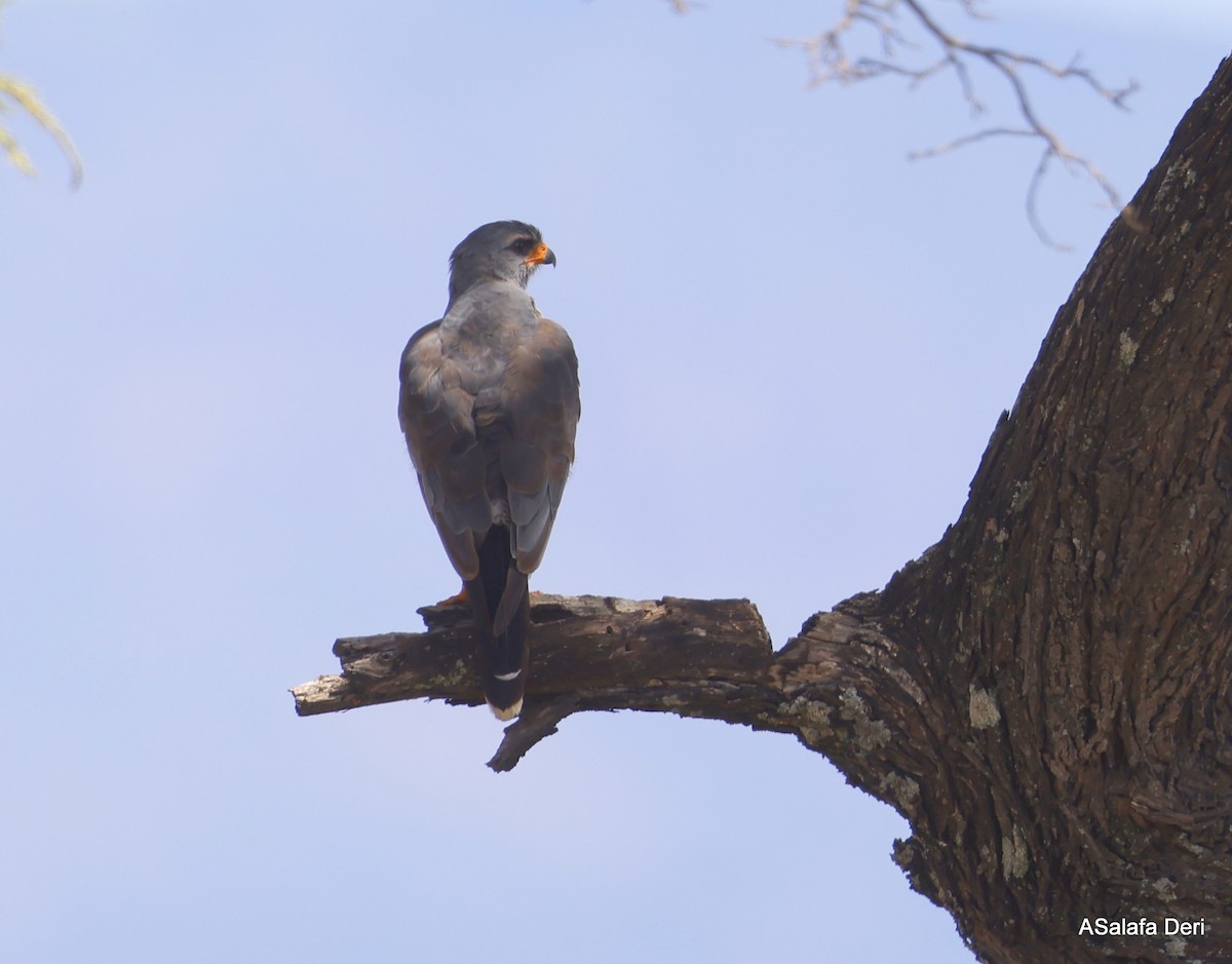 Dark Chanting-Goshawk - ML486400141