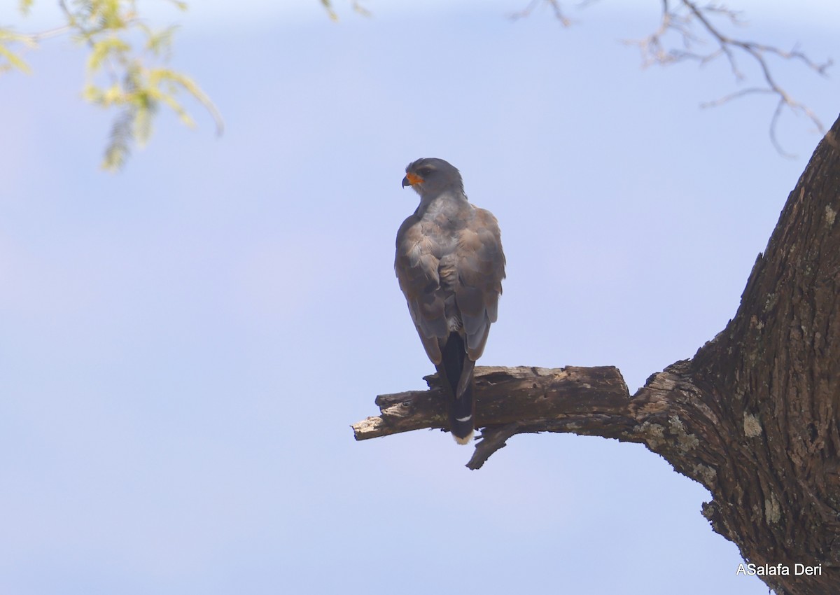 Dark Chanting-Goshawk - ML486400171