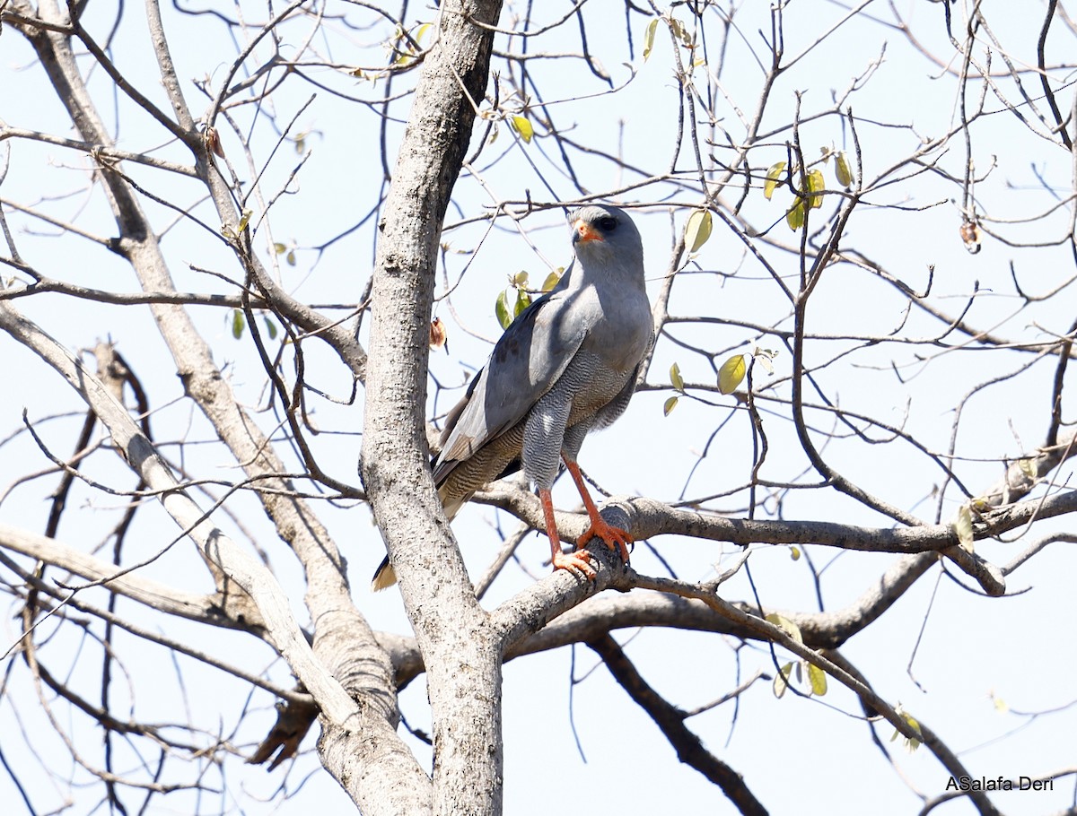 Dark Chanting-Goshawk - ML486400201