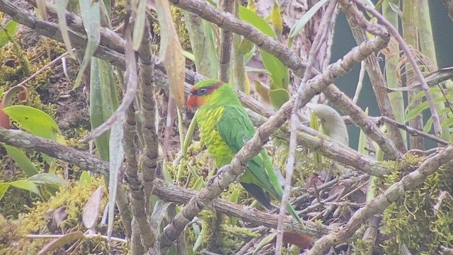 Mindanao Loriketi - ML486400791