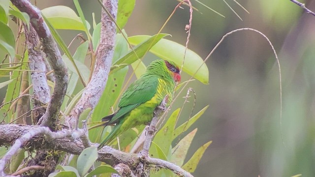 Mindanao Lorikeet - ML486400821