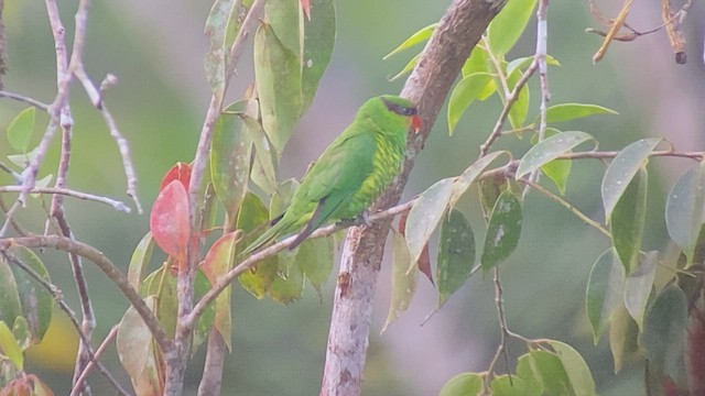 Mindanao Lorikeet - ML486400831