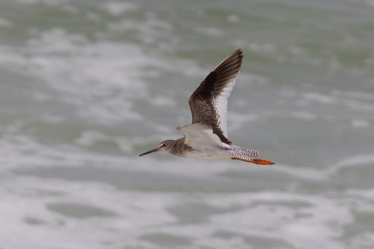 Common Redshank - ML486403681