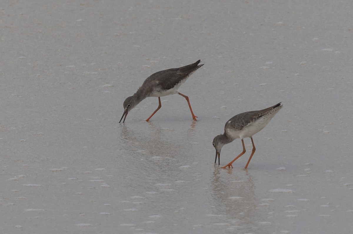 Common Redshank - ML486403701