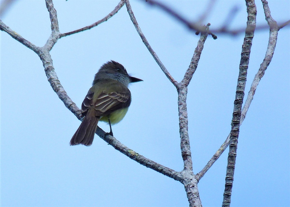 Dusky-capped Flycatcher - ML486404101