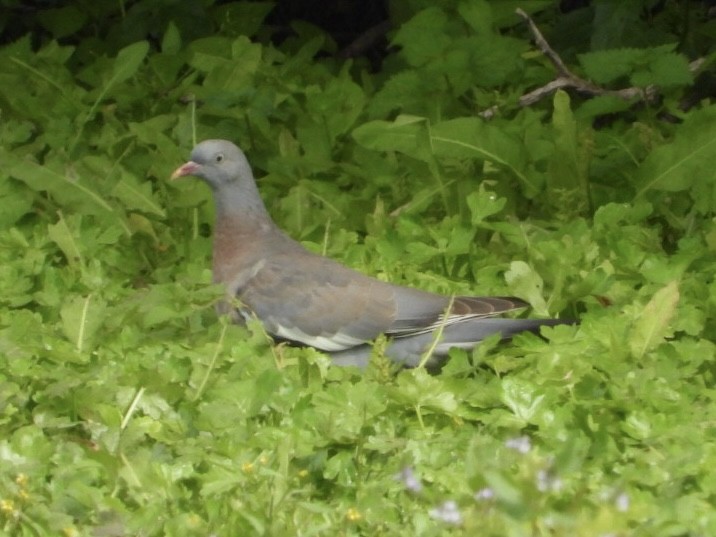 Common Wood-Pigeon - ML486404751