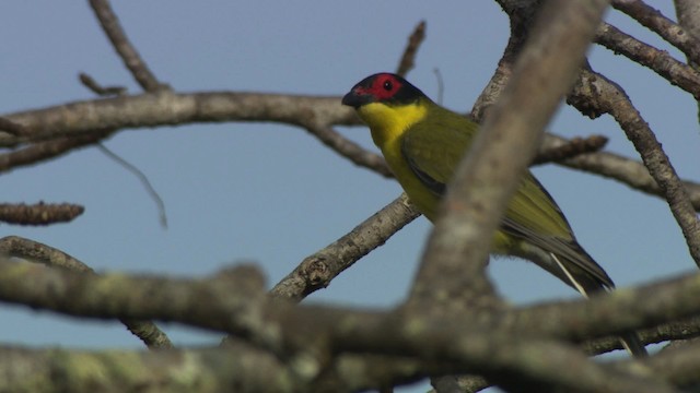 Australasian Figbird - ML486405