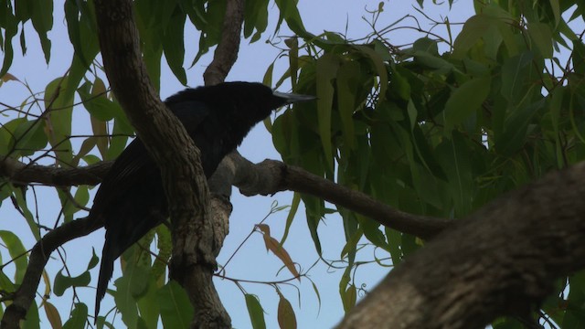 Black Butcherbird - ML486408