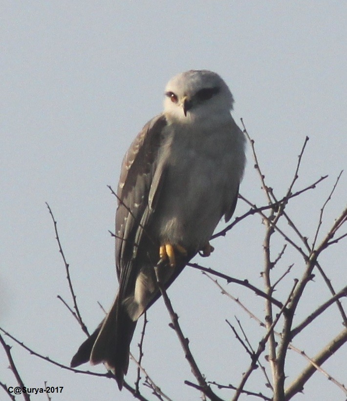 Black-winged Kite - ML48640901