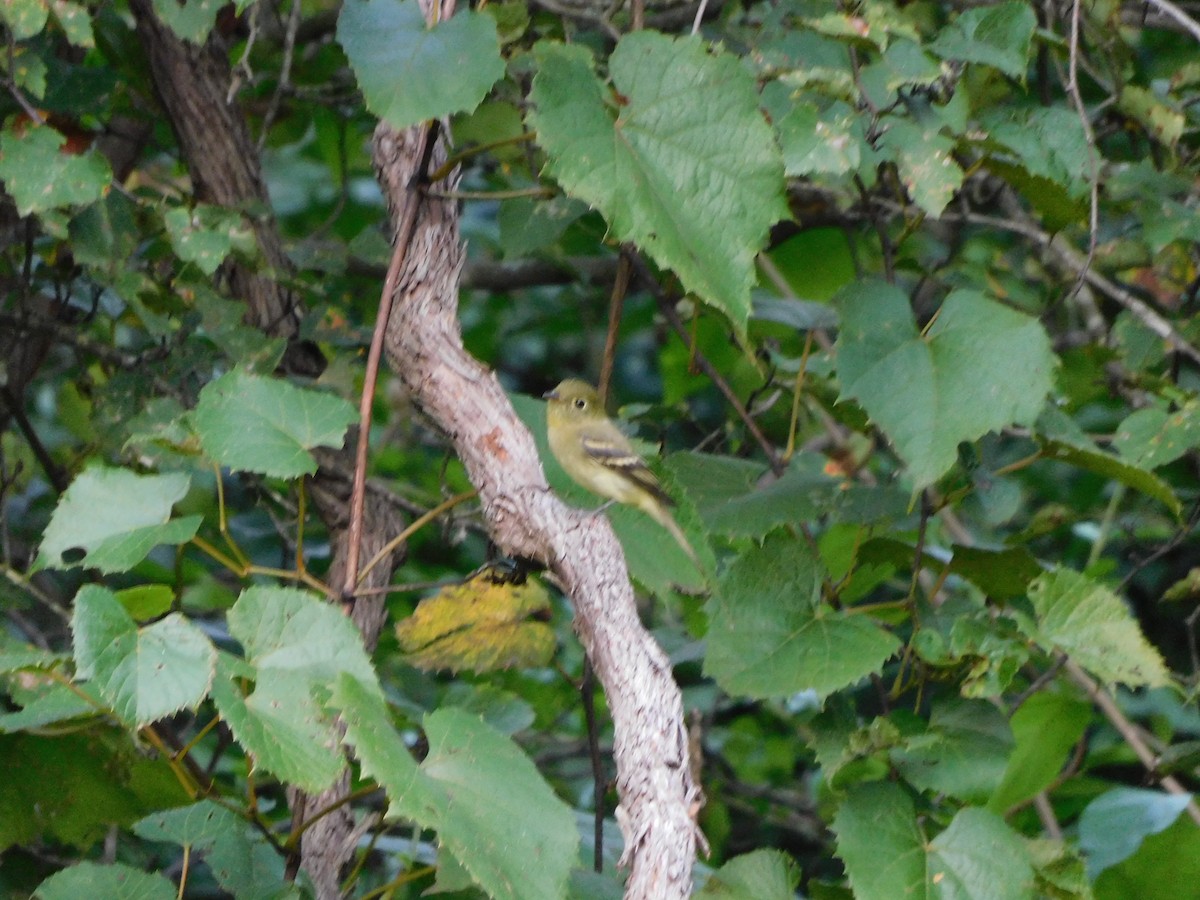 Yellow-bellied Flycatcher - ML486409651