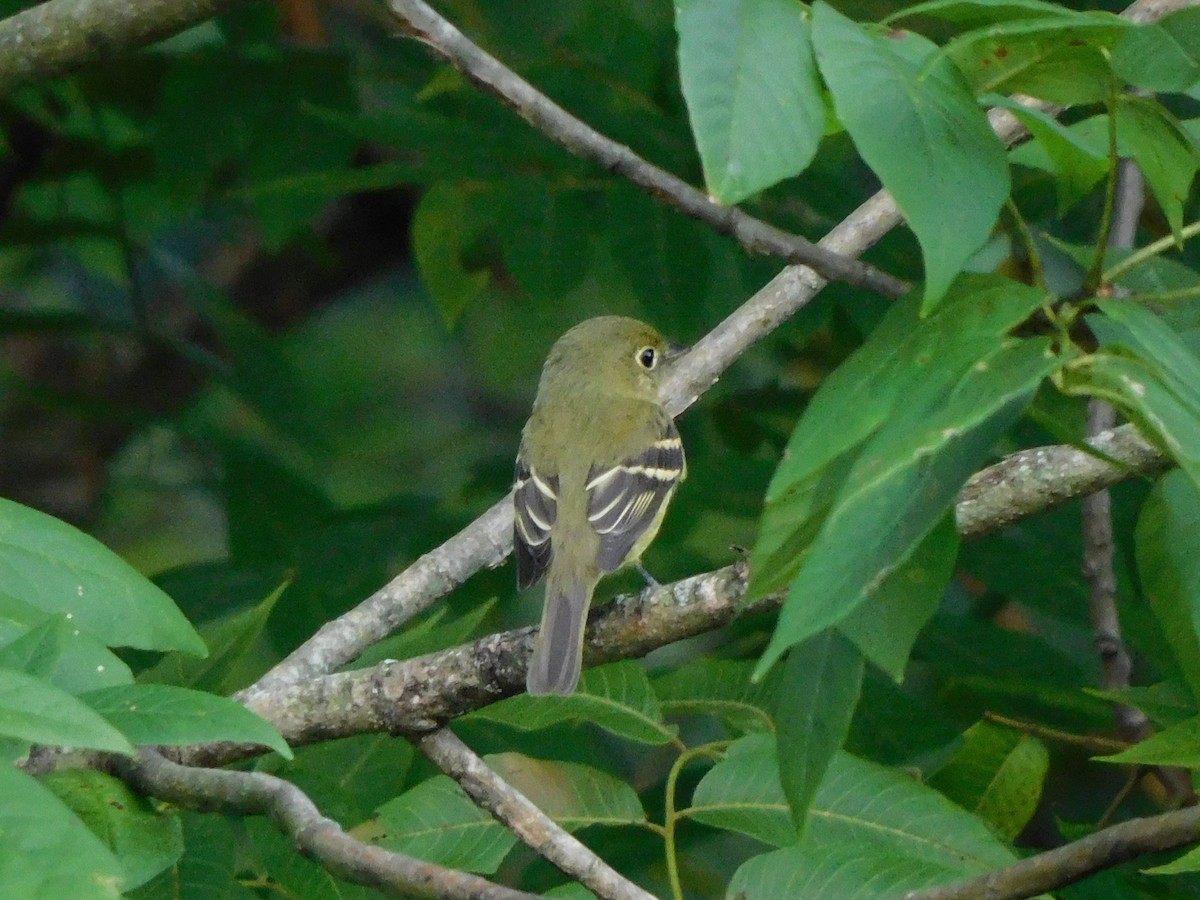 Yellow-bellied Flycatcher - ML486409661