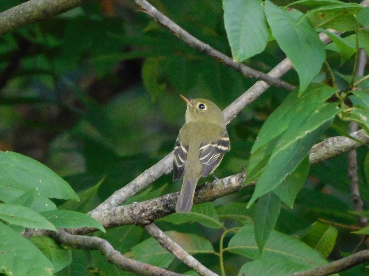 Yellow-bellied Flycatcher - ML486409671