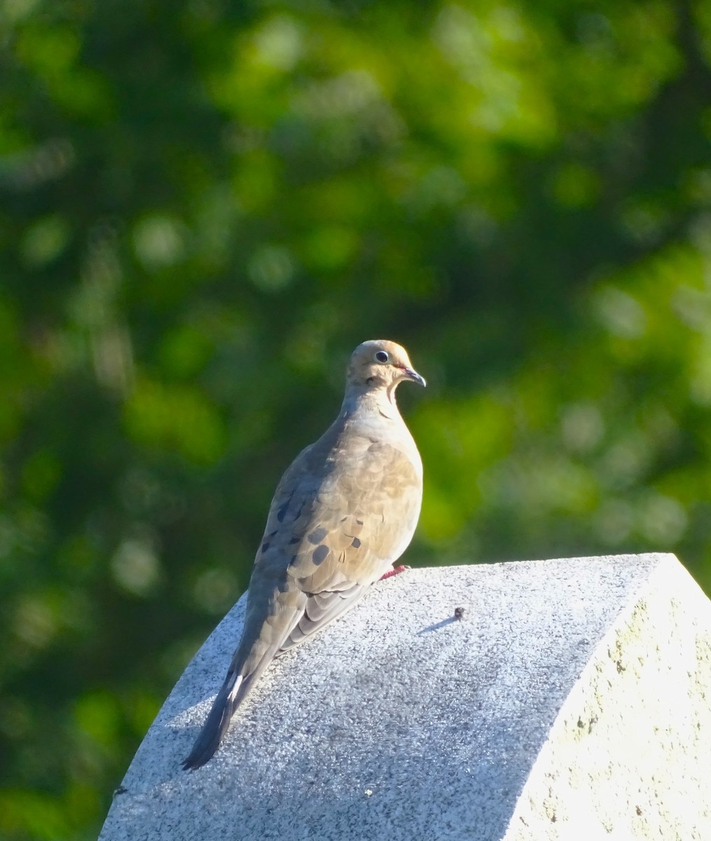 Mourning Dove - ML486409941