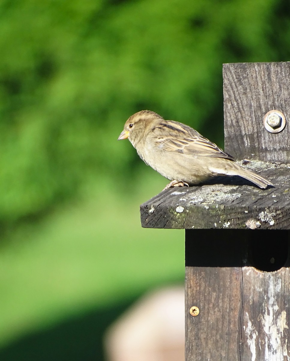 Moineau domestique - ML486409951