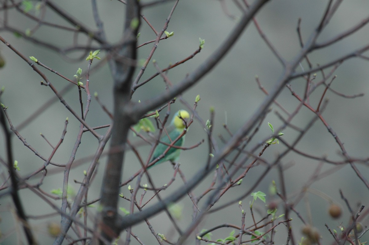 Yellow-faced Parrotlet - ML48641021