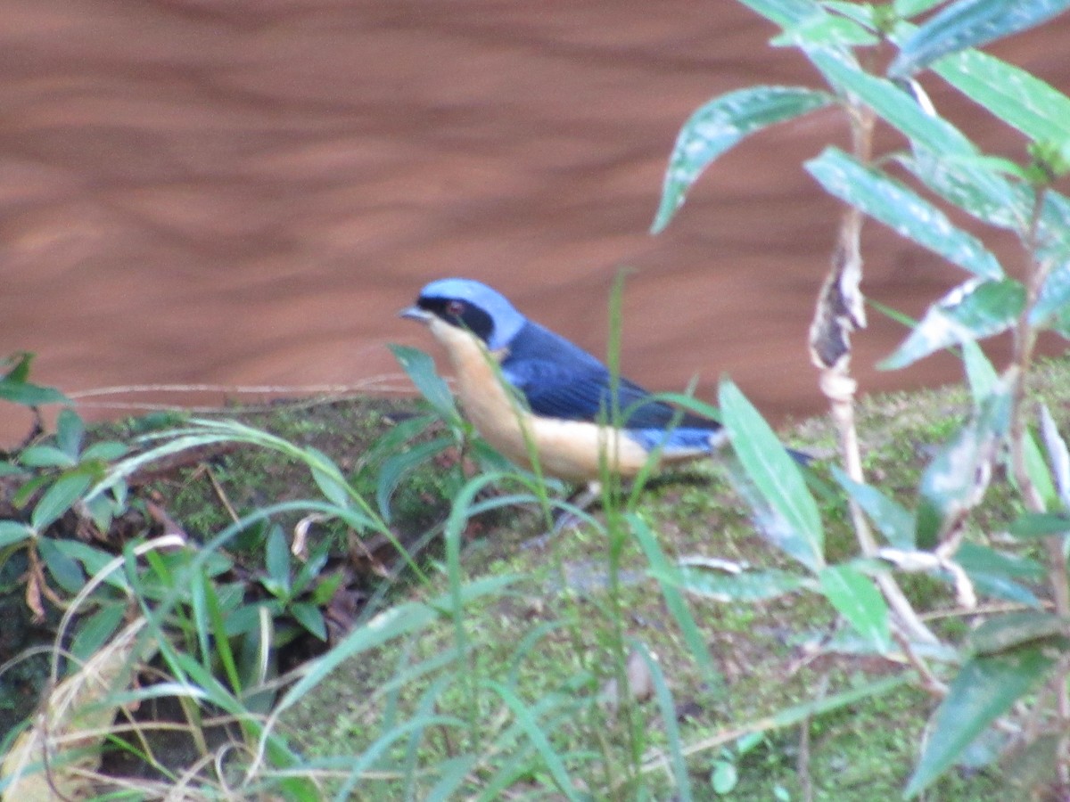 Fawn-breasted Tanager - ML486411041