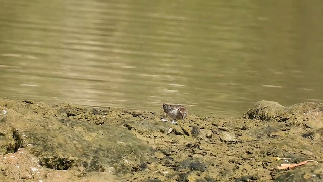 Dunlin - ML486412961