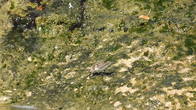 Little Stint - ML486413291