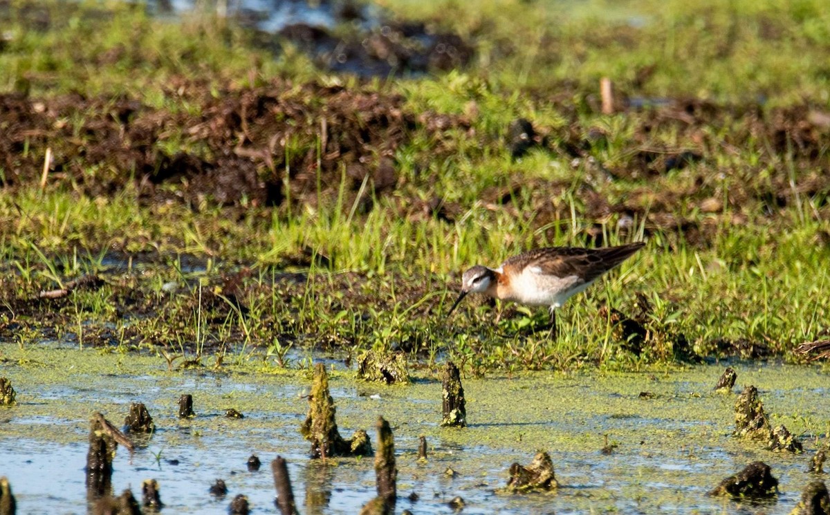 Wilson's Phalarope - ML486413321