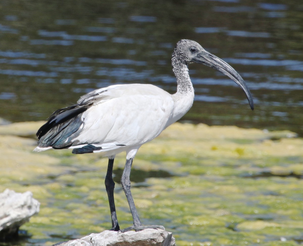 African Sacred Ibis - ML48641341