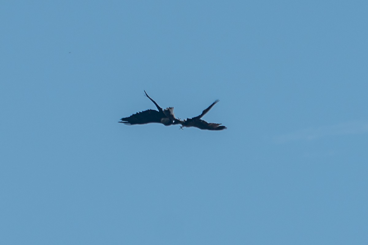 Bald Eagle - ML486413441